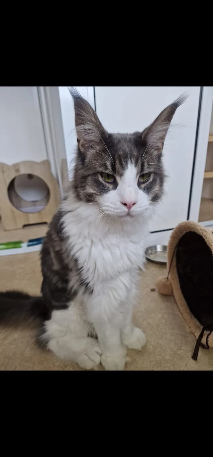 Smokey and Maisey,  young Mixed Breed for adoption at Cats in Distress