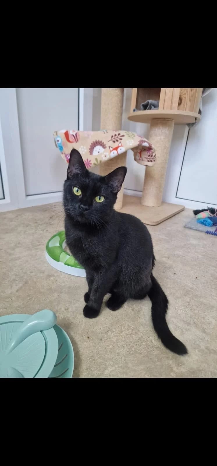 Layla,  young Mixed Breed for adoption at Cats in Distress