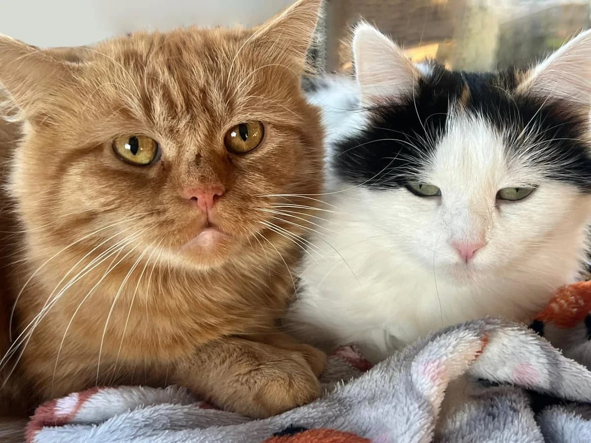 William, Mixed Breed (Cats in Crisis Lincoln)