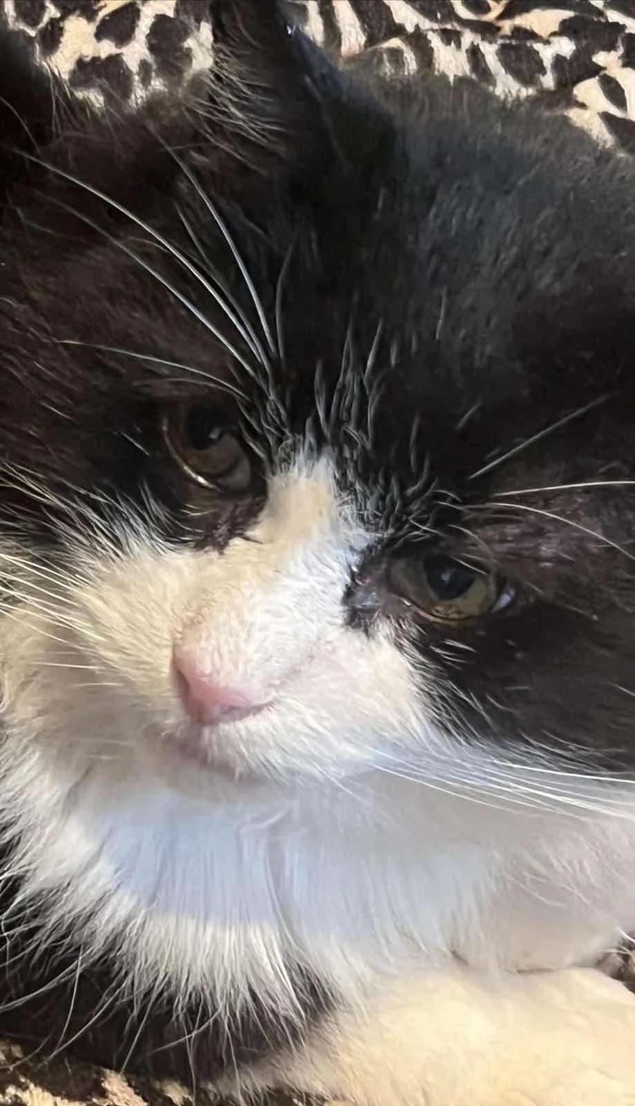 William, male senior Mixed Breed for adoption at Cats in Crisis Lincoln