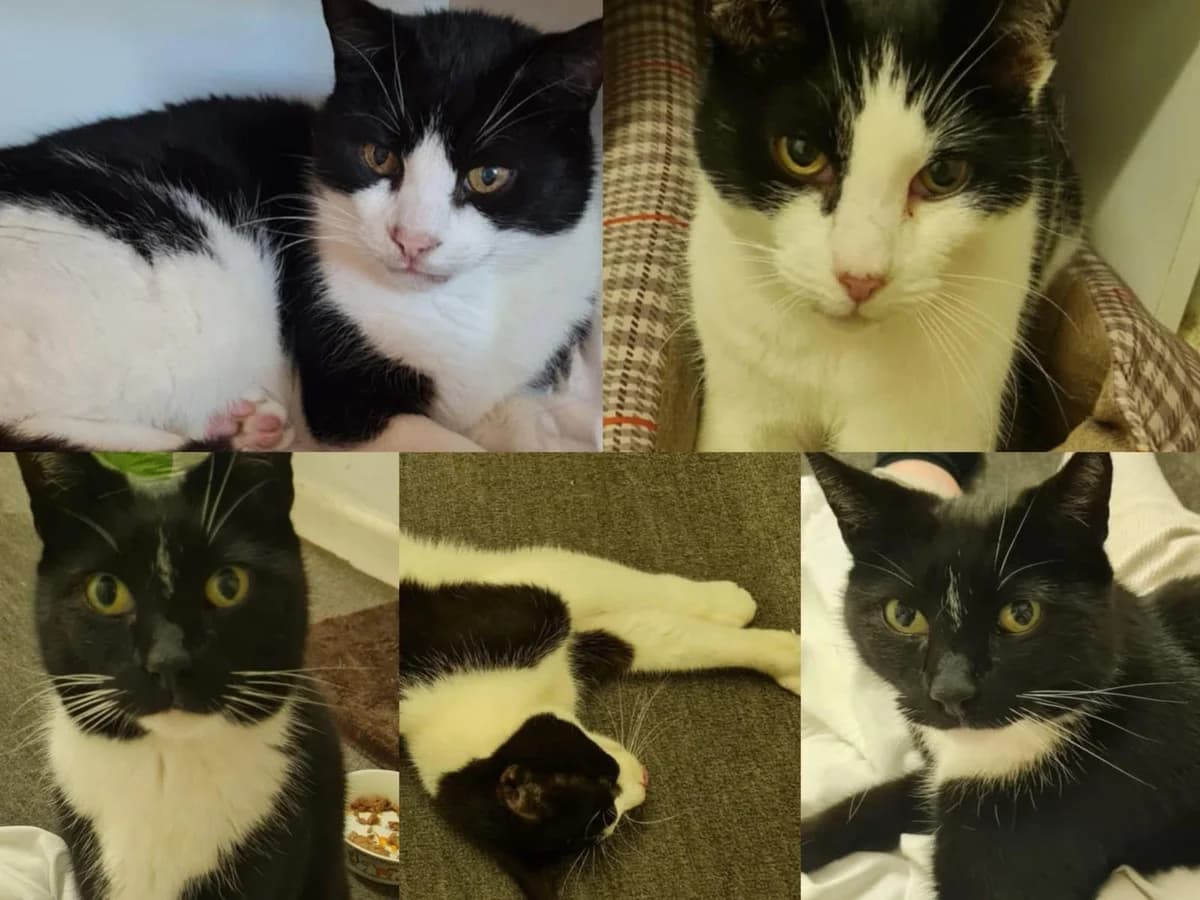 Beauty & George, male Mixed Breed for adoption at Crewe and District Cat Rescue