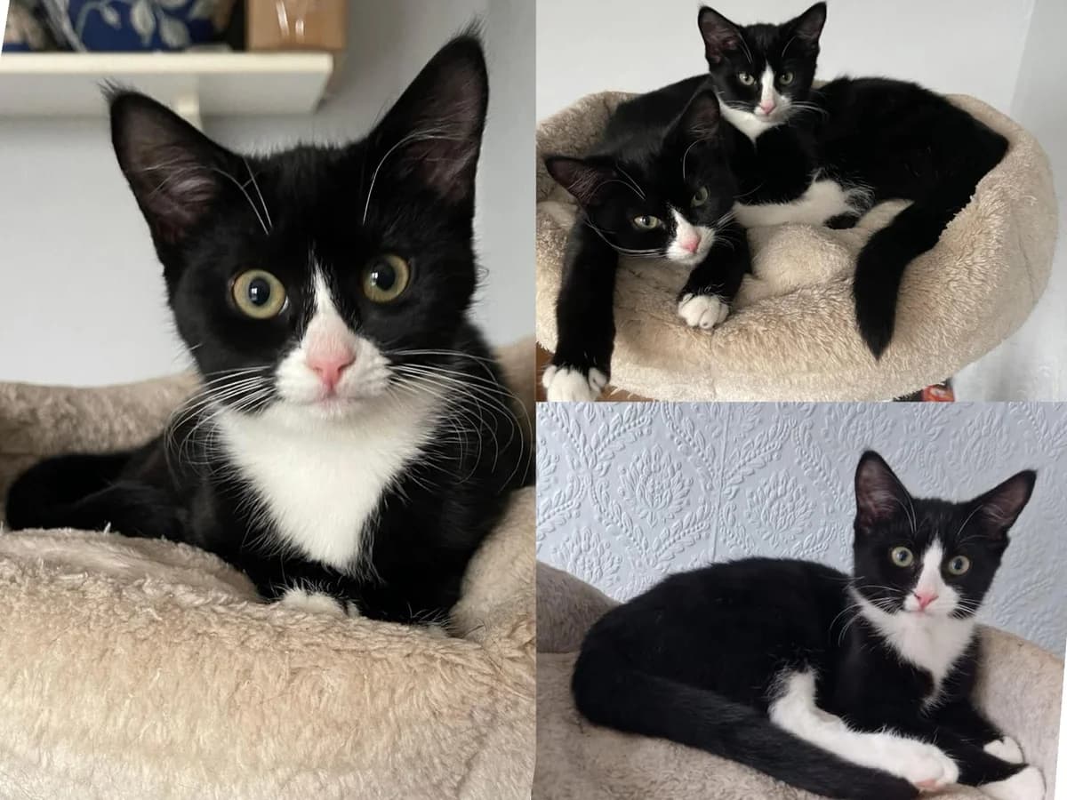 Beauty & George, male Mixed Breed for adoption at Crewe and District Cat Rescue