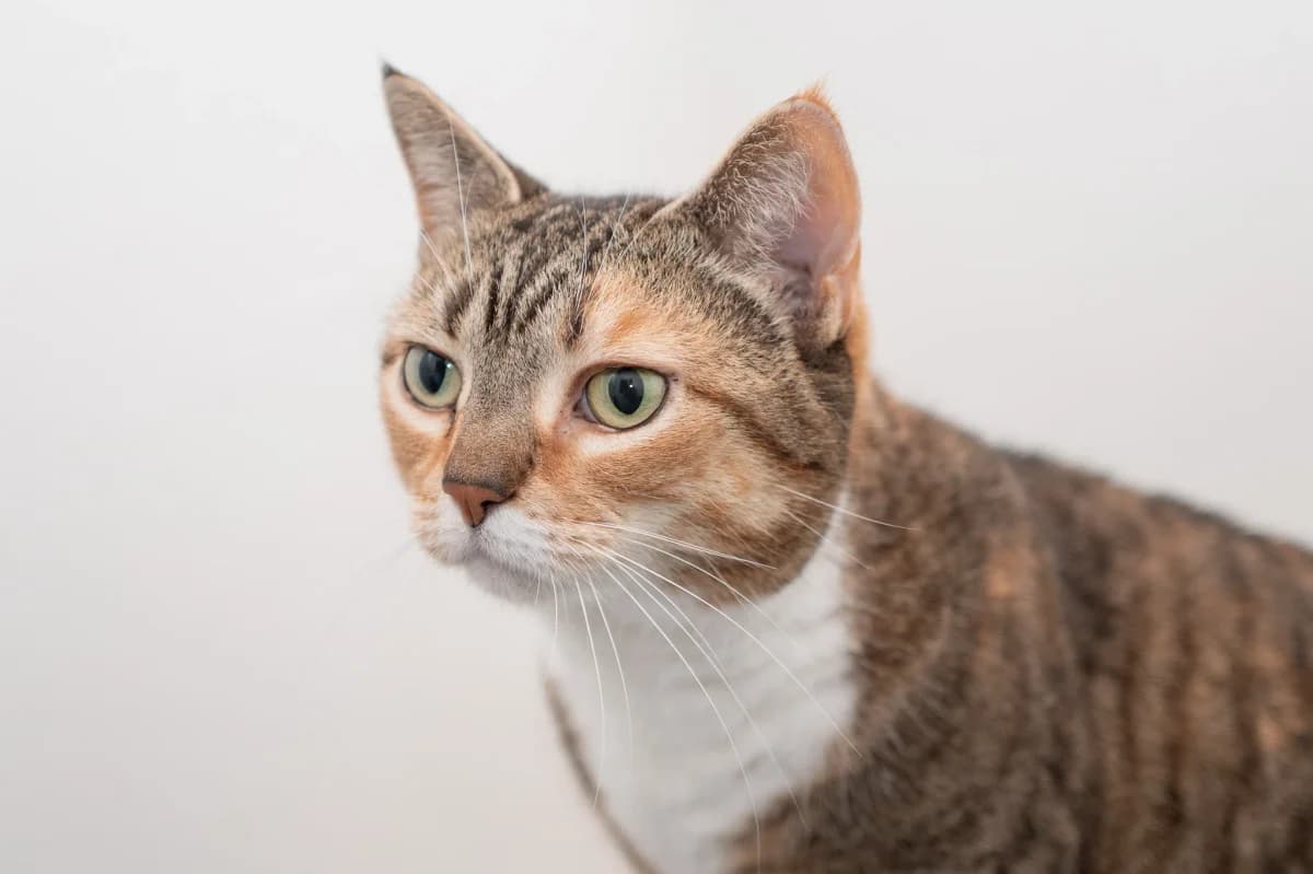 Aperol, female Mixed Breed for adoption