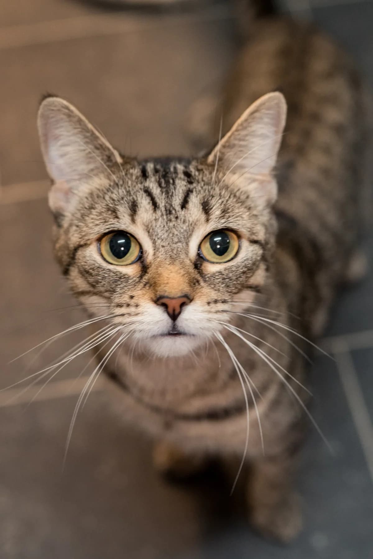 Chacha, female Mixed Breed for adoption