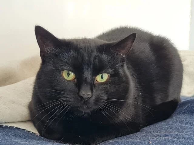 Garden cats,  Mixed Breed for adoption