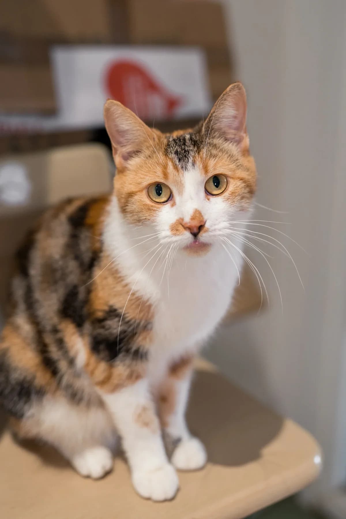 Mable, female Mixed Breed for adoption