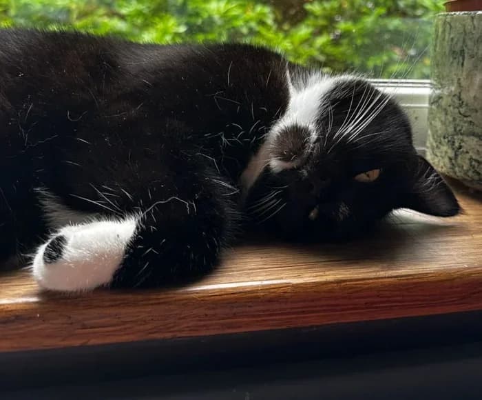 Minnie, female Mixed Breed for adoption