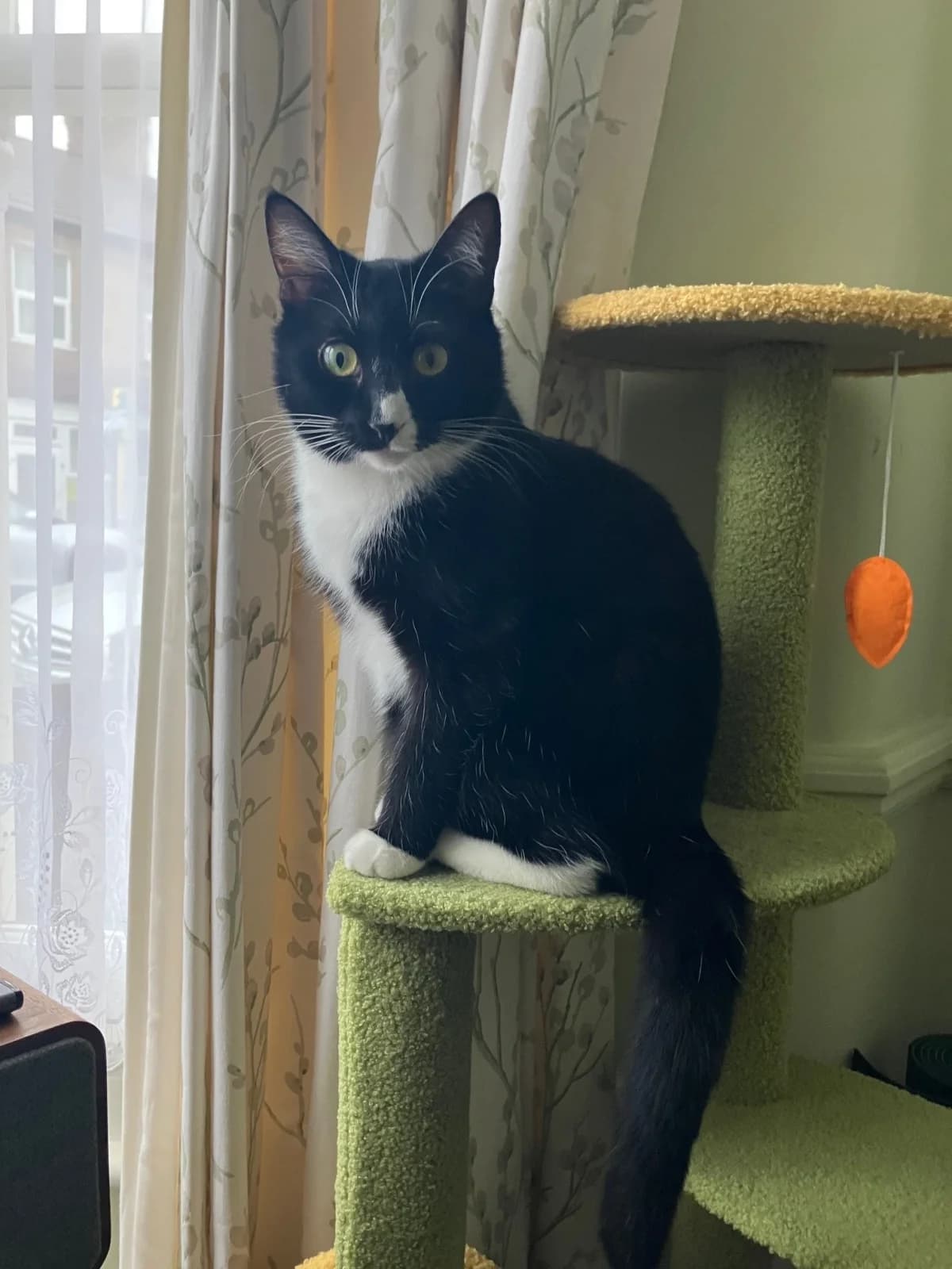 Molly, female Mixed Breed for adoption