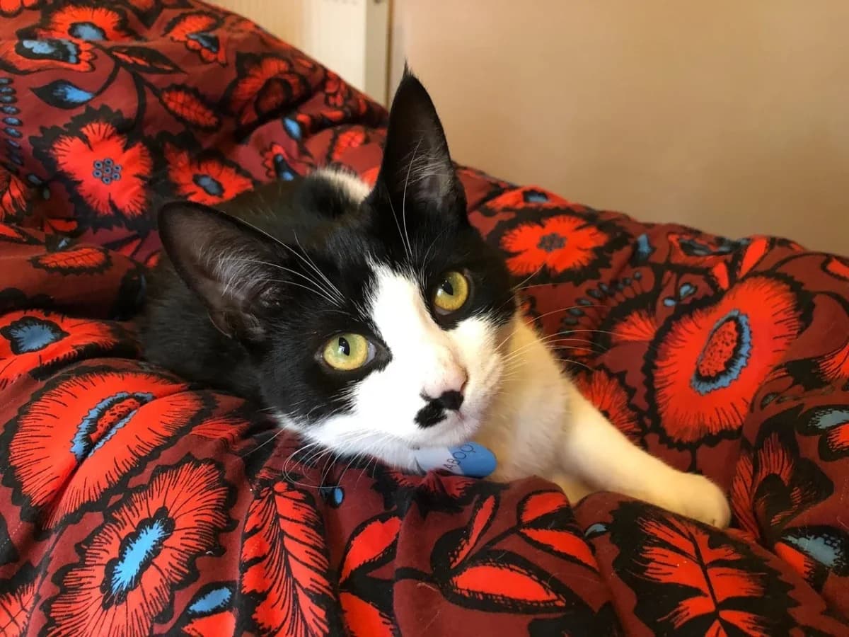 Naboo, female Mixed Breed for adoption