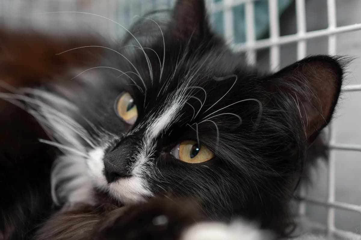 Orla has found a lovely home!, female Mixed Breed for adoption