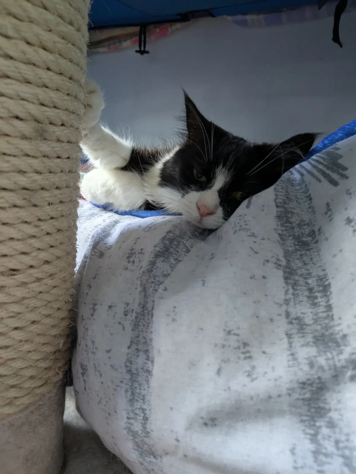 Thalia- has now found her new home!, female Mixed Breed for adoption