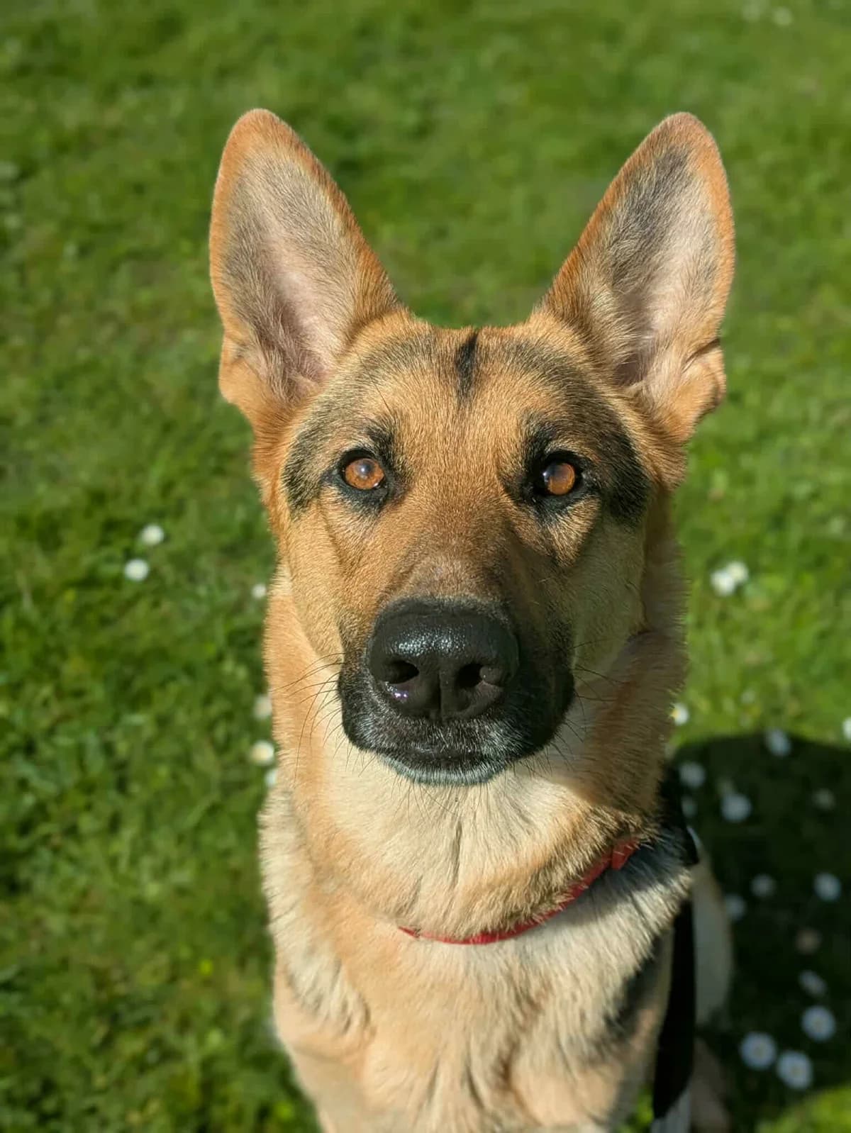 Eva, female young German Shepherd for adoption at CGSR — Caring for German Shepherd Rescue