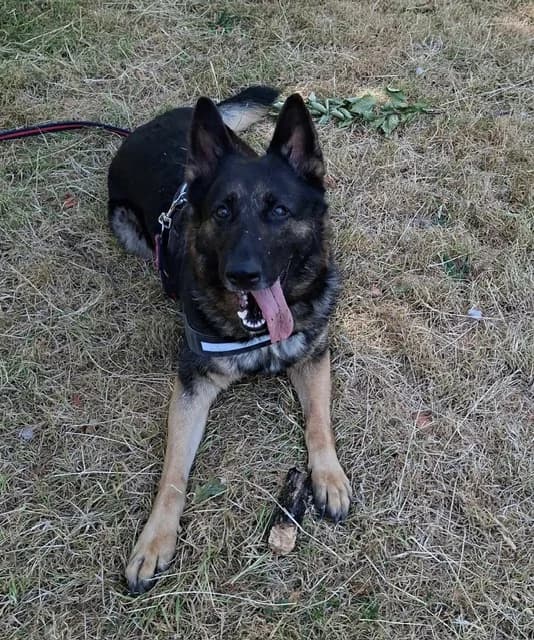 Peyton, German Shepherd (CGSR — Caring for German Shepherd Rescue)