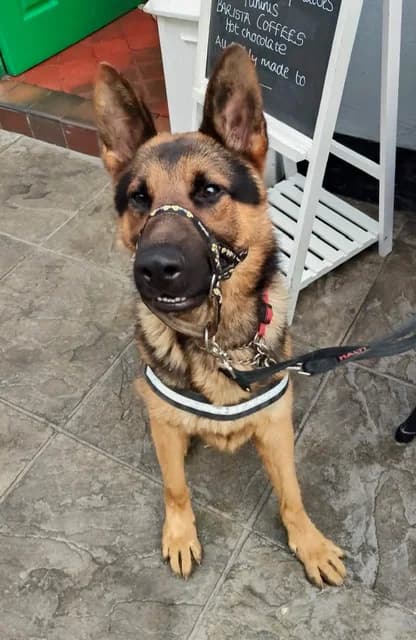 Rosco, German Shepherd (CGSR — Caring for German Shepherd Rescue)