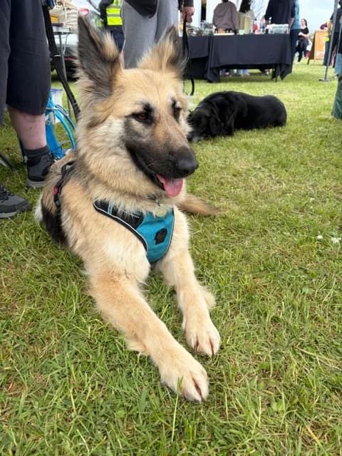 Suki,  German Shepherd for adoption at CGSR — Caring for German Shepherd Rescue