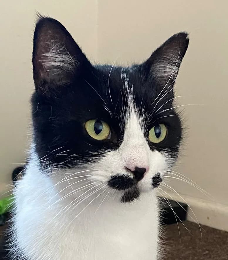 April, female 6yo Mixed Breed for adoption at Cheshire Cats Rescue
