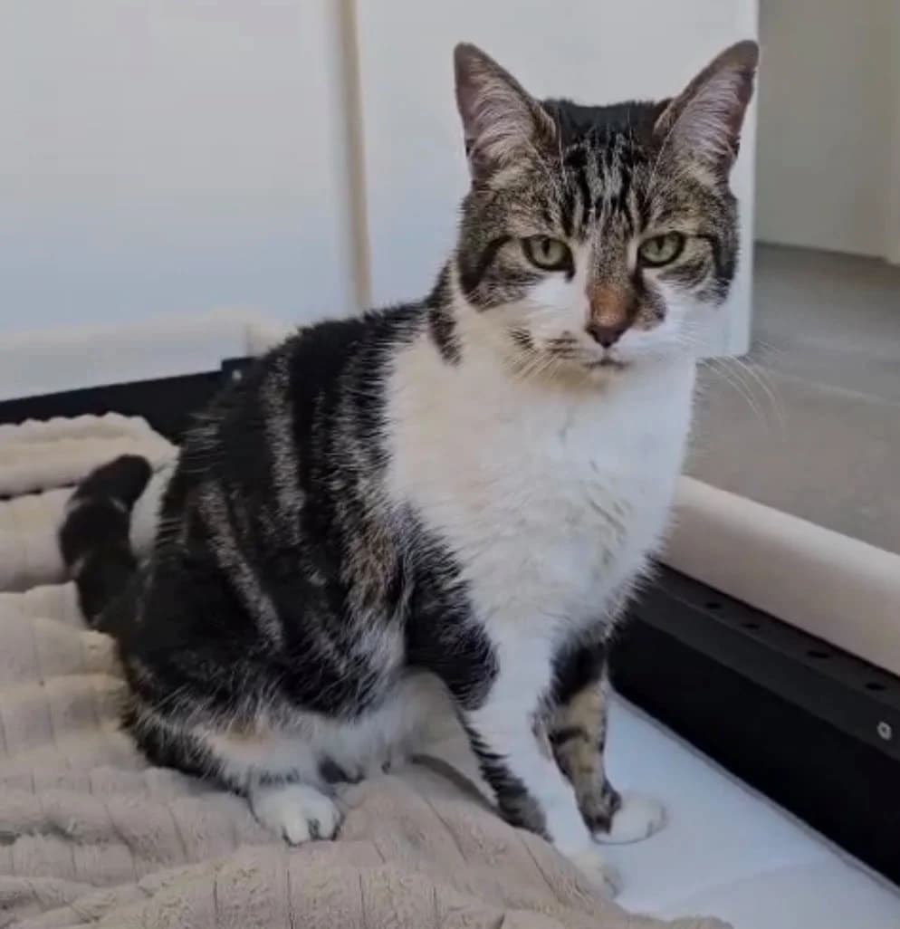 Scamp, male senior Mixed Breed for adoption at Cheshire Cats Rescue