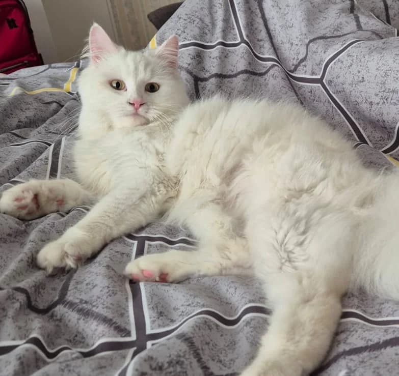 Snowball, male young Mixed Breed for adoption at Cheshire Cats Rescue