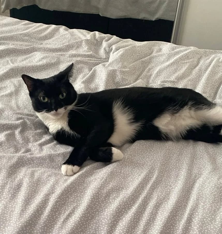 Timmy, Mixed Breed (Cheshire Cats Rescue)