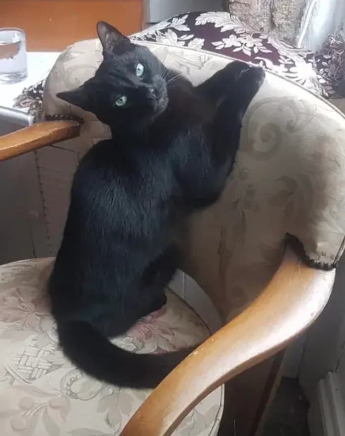 Eclipse, male Mixed Breed Cat for adoption at Compassion for Cats, Oakhill CIO
