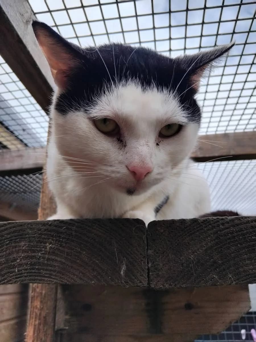 Barry, male Mixed Breed Cat for adoption at Compassion for Cats, Oakhill CIO