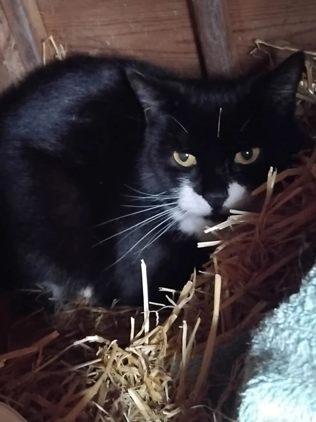 Ted, male 6yo Mixed Breed Cat for adoption at Compassion for Cats, Oakhill CIO