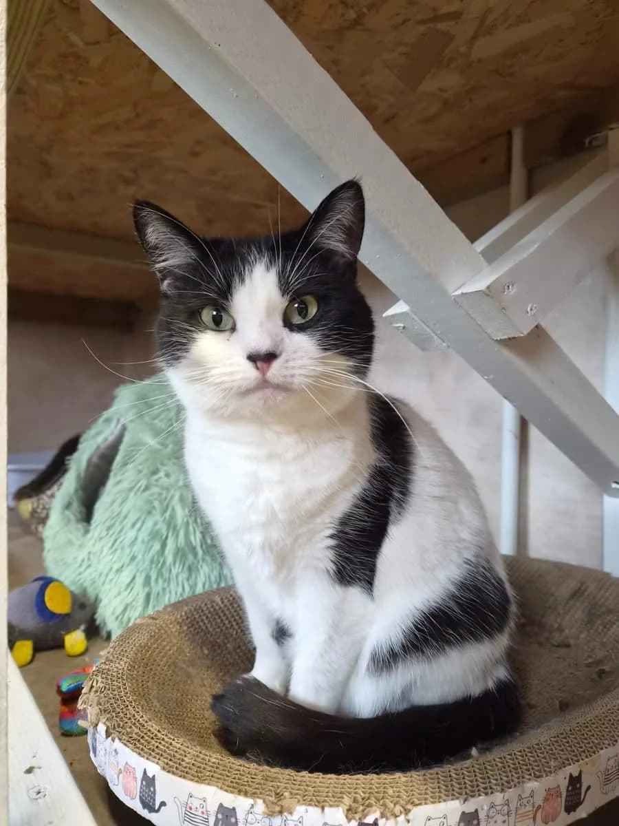 Rosie, female 6yo Mixed Breed Cat for adoption at Compassion for Cats, Oakhill CIO