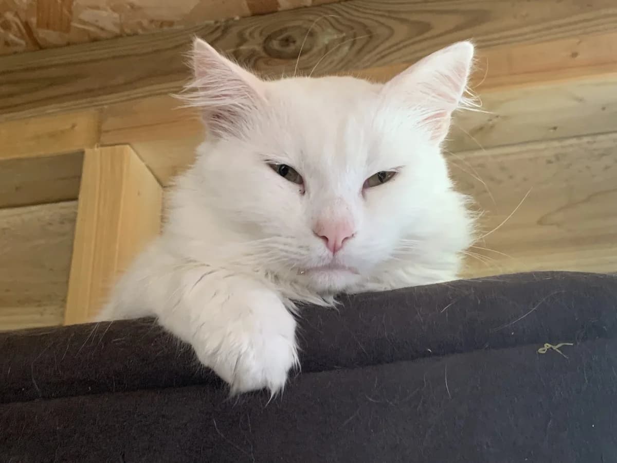 Monty, male 7yo Mixed Breed Cat for adoption at Compassion for Cats, Oakhill CIO