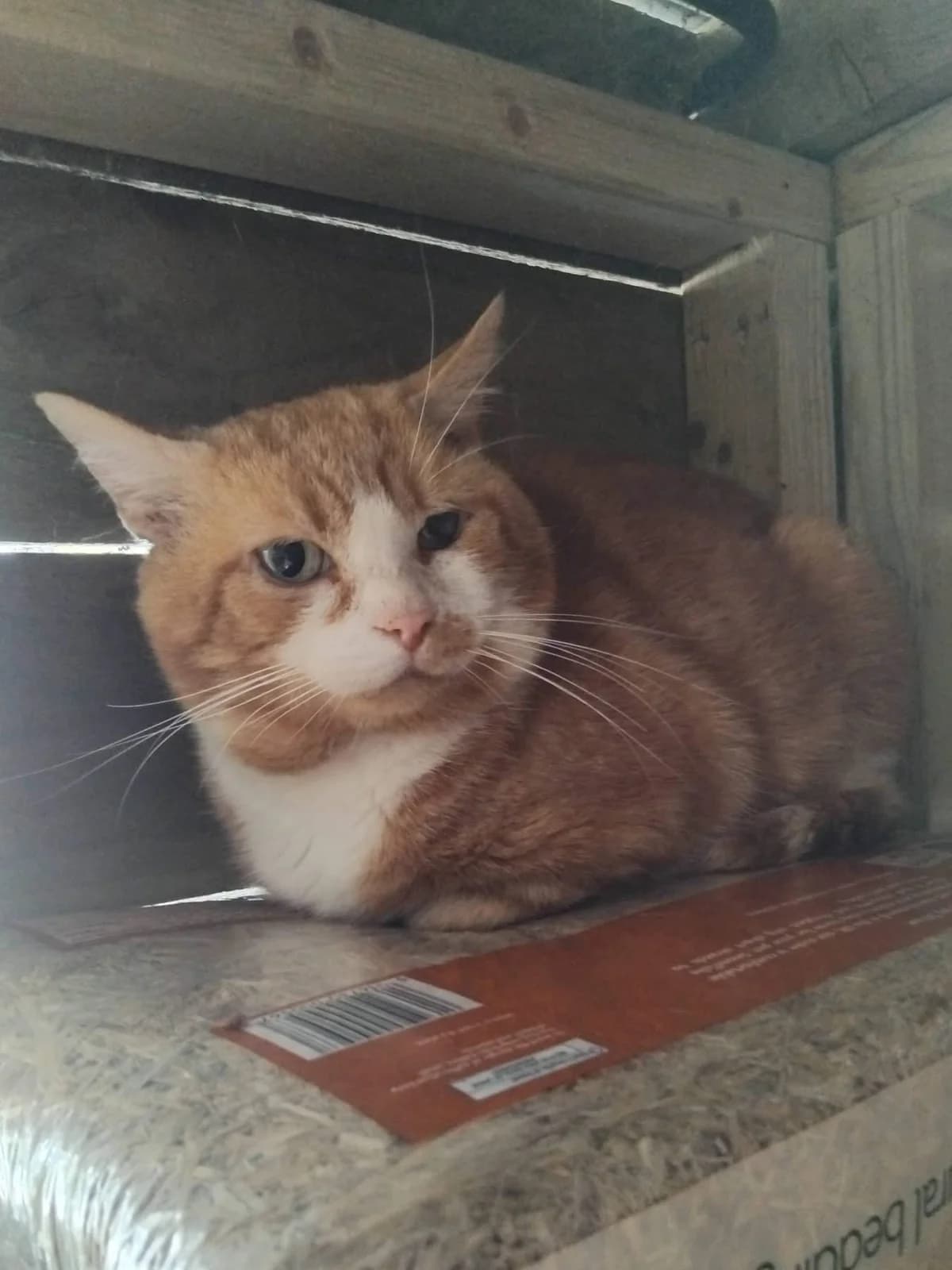 Pasha and Coco, male senior Mixed Breed Cat for adoption at Compassion for Cats, Oakhill CIO