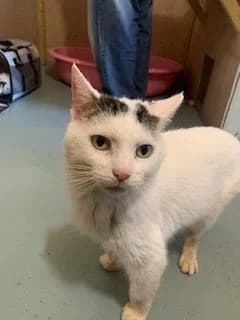 Mouse, male senior Mixed Breed Cat for adoption at Compassion for Cats, Oakhill CIO
