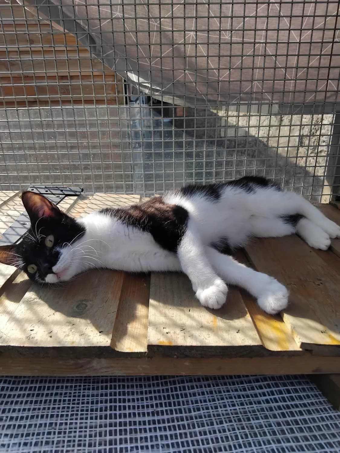 Leah, female Mixed Breed Cat for adoption at Compassion for Cats, Oakhill CIO