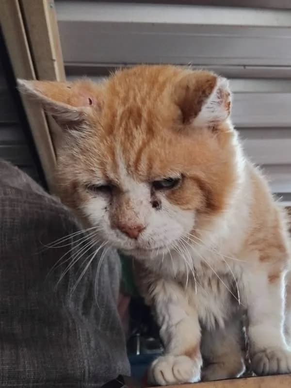 Custard, male senior Mixed Breed Cat for adoption at Compassion for Cats, Oakhill CIO