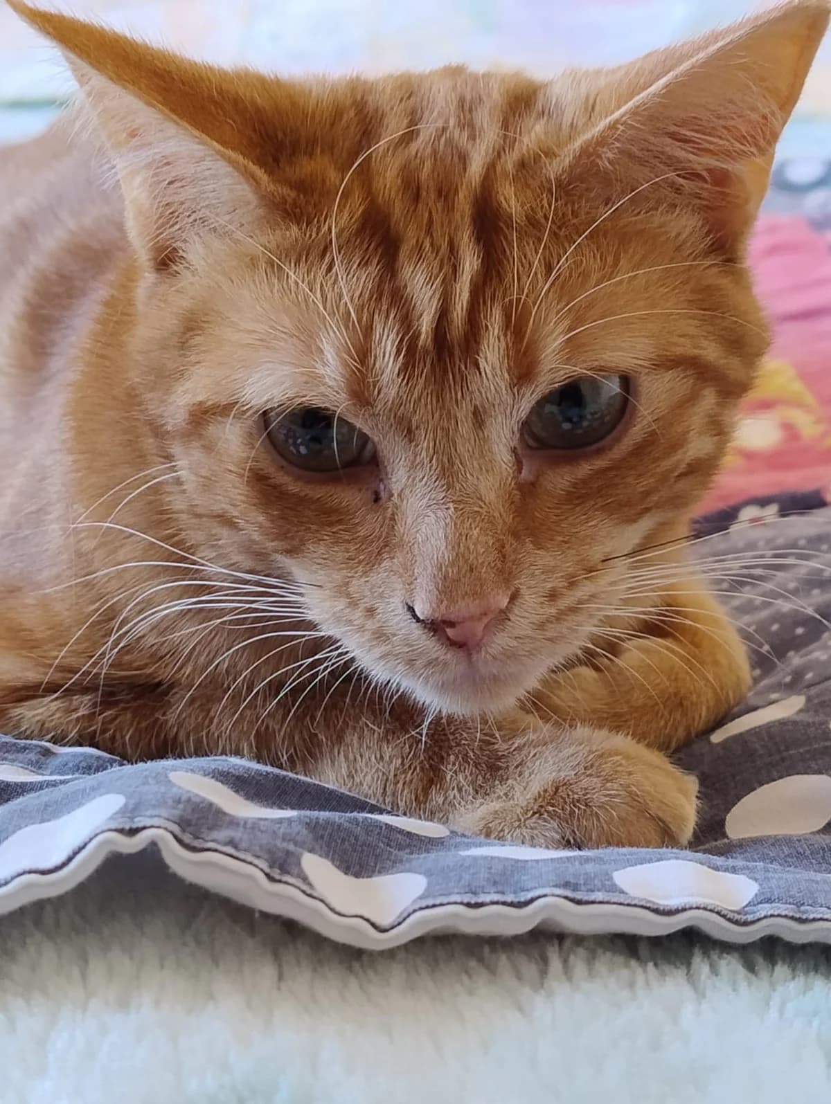 Fred, male young Mixed Breed Cat for adoption at Compassion for Cats, Oakhill CIO