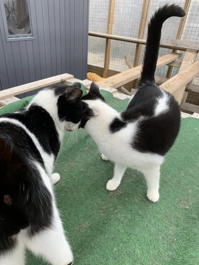 Revel and Tina,  young Mixed Breed Cat for adoption at Compassion for Cats, Oakhill CIO