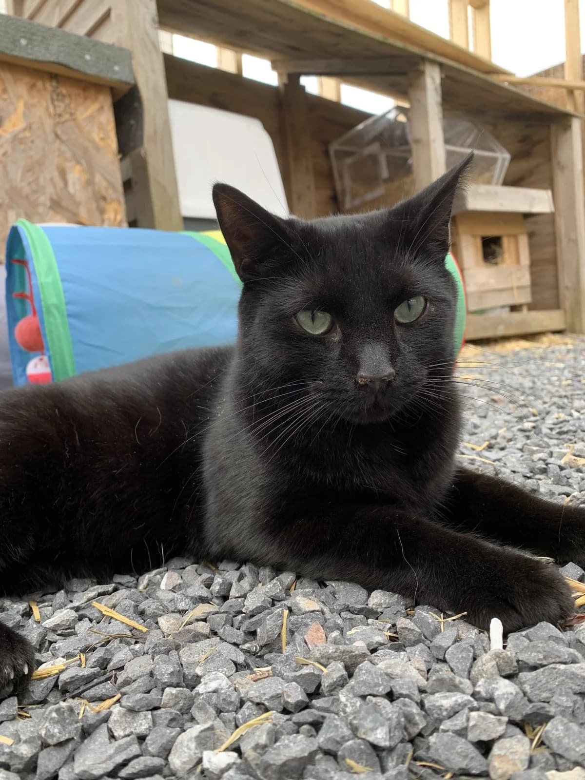 Freddie, male young Mixed Breed Cat for adoption at Compassion for Cats, Oakhill CIO