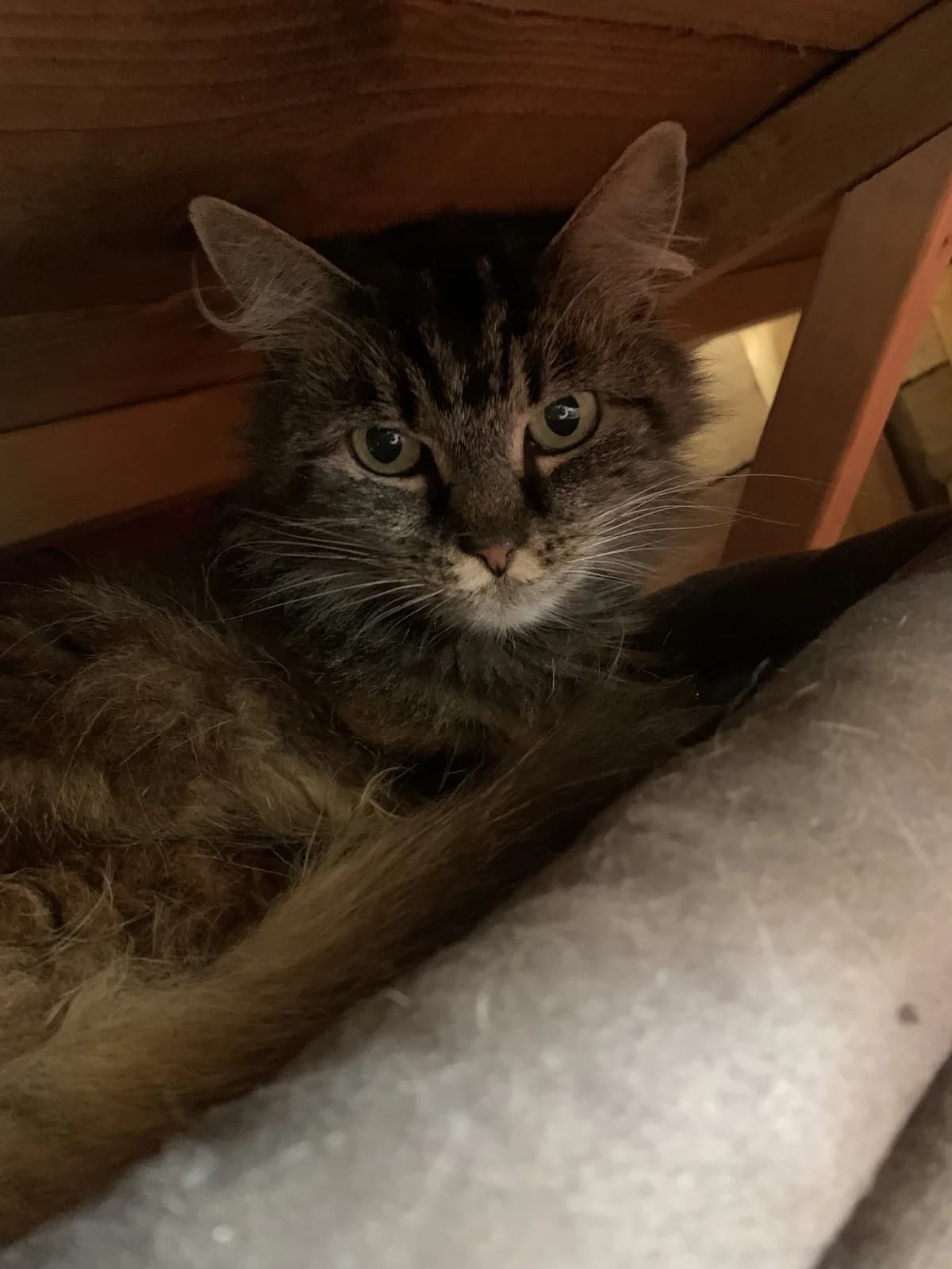 Suki and Sparkle, female Mixed Breed Cat for adoption at Compassion for Cats, Oakhill CIO