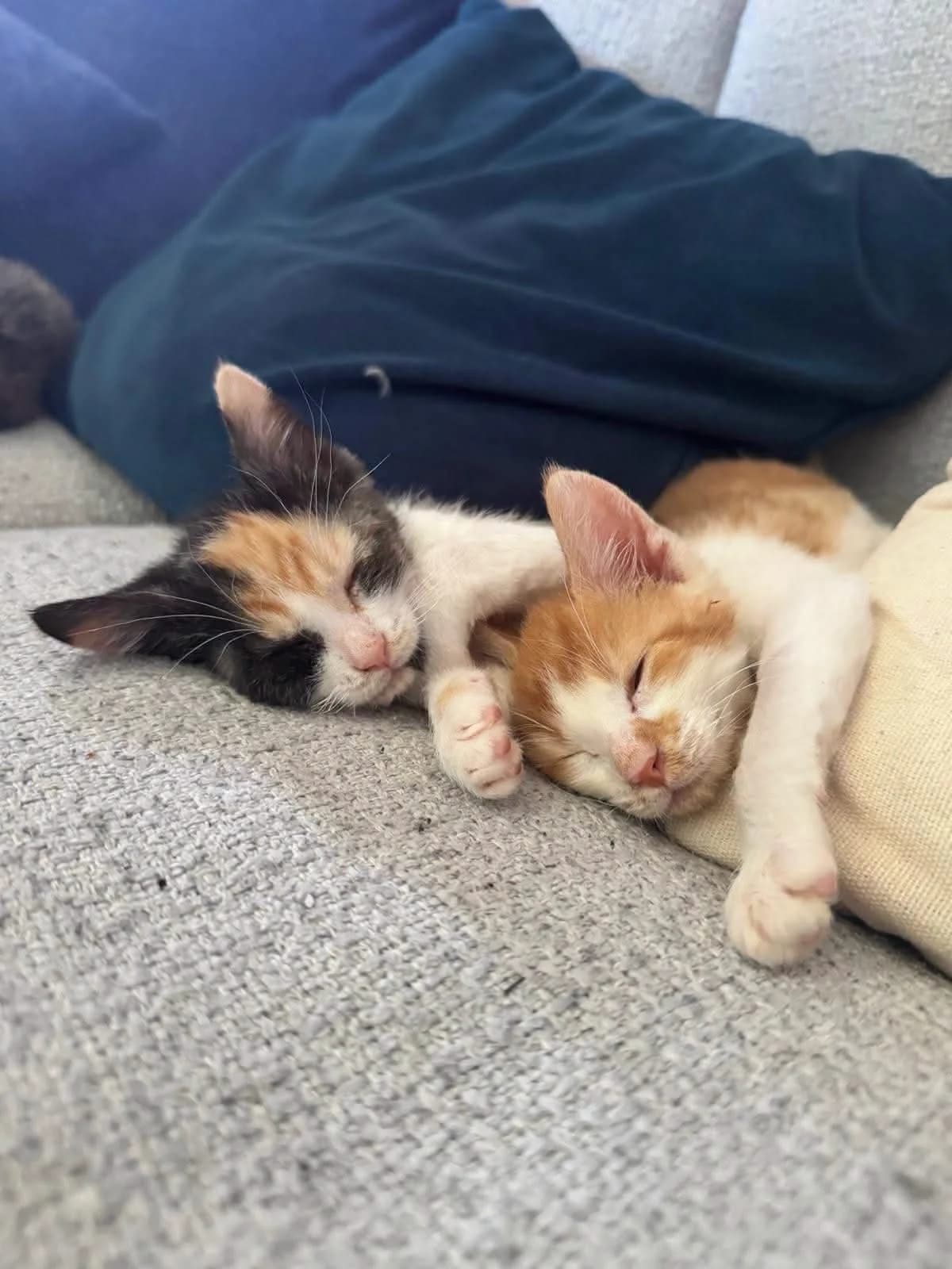 Sushi and Toast,  Mixed Breed Cat for adoption at Compassion for Cats, Oakhill CIO