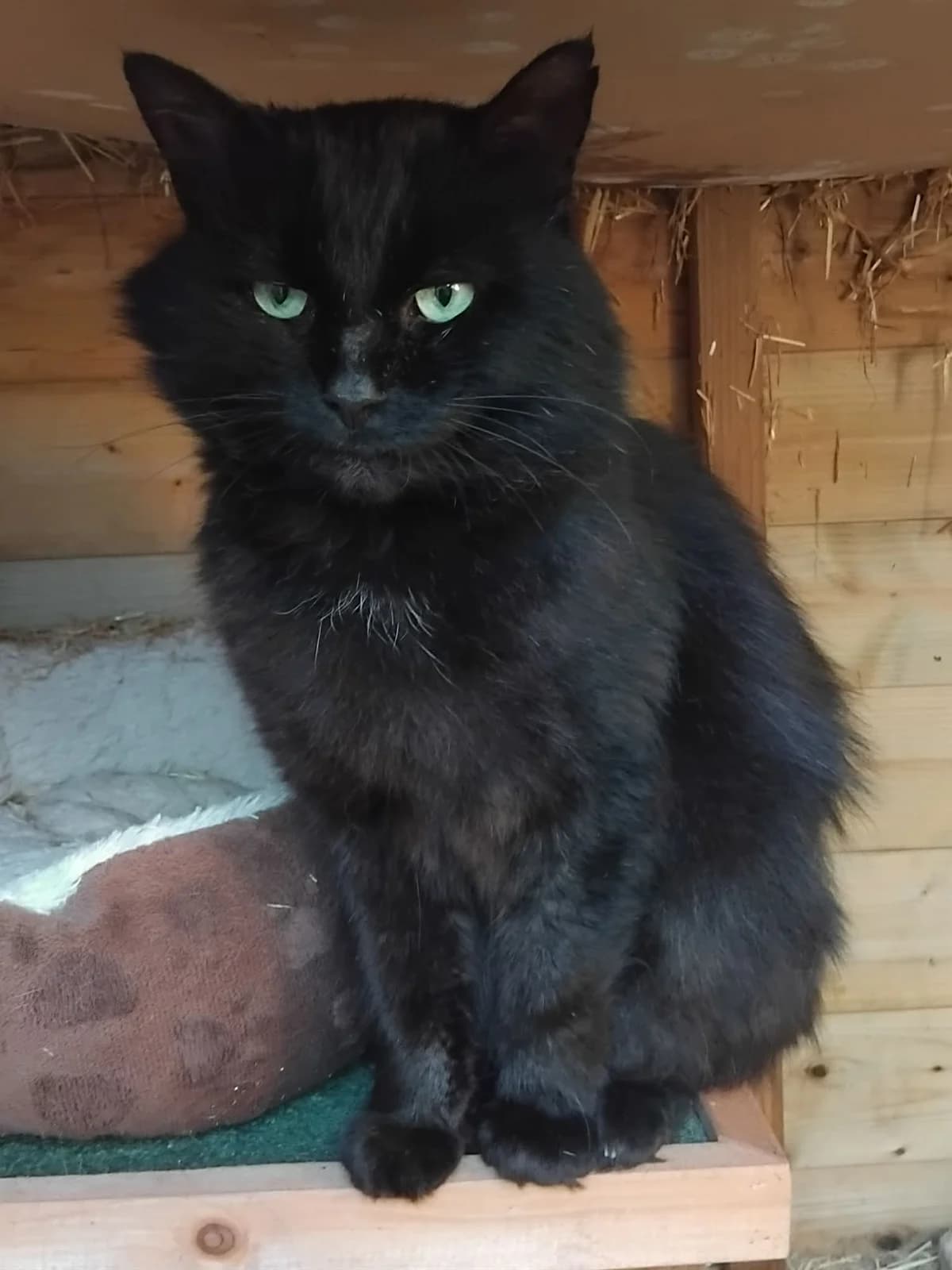 Morris, male Mixed Breed Cat for adoption at Compassion for Cats, Oakhill CIO