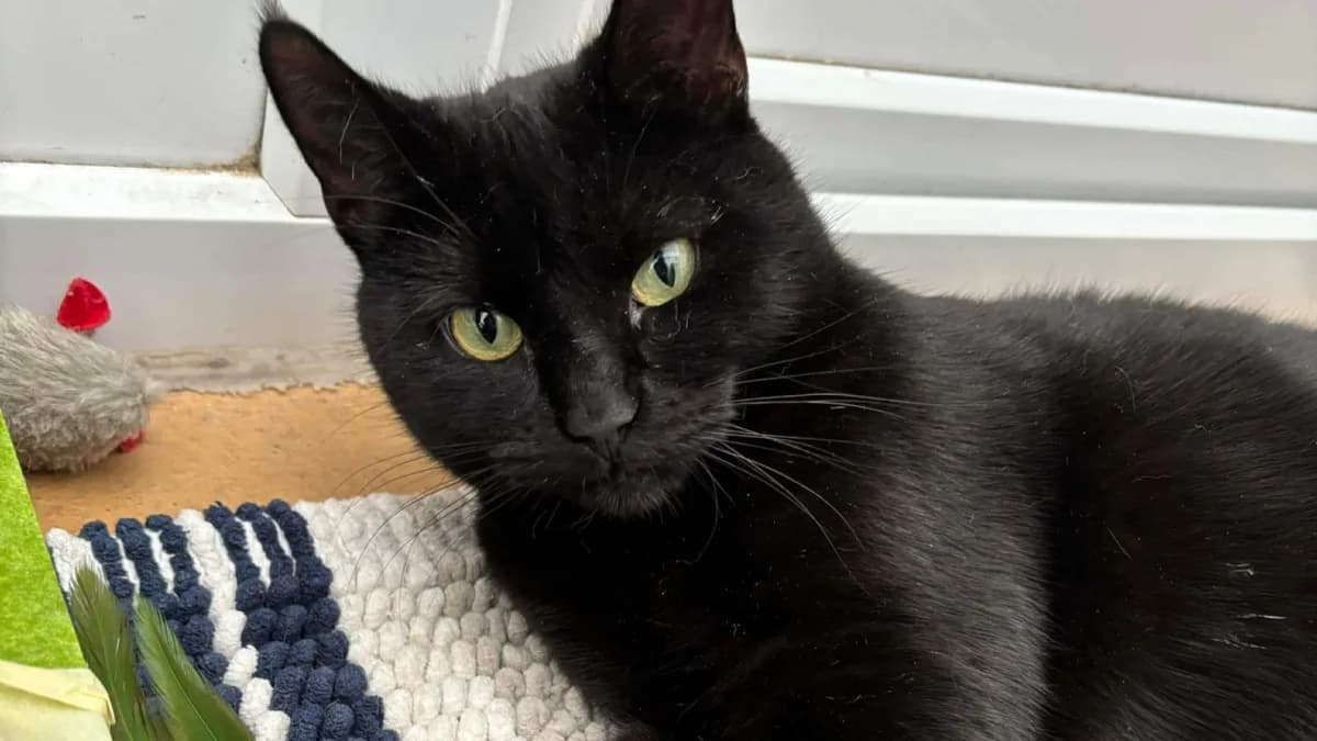 Ash, male young Mixed Breed Cat for adoption at Coventry Cat Group