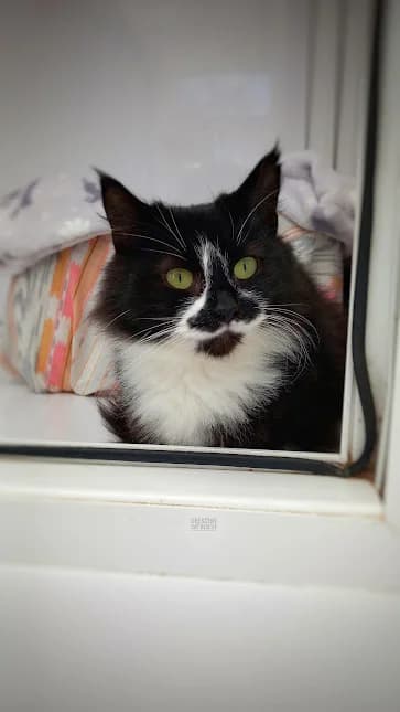Willow, Mixed Breed (Crescent Cat Rescue)