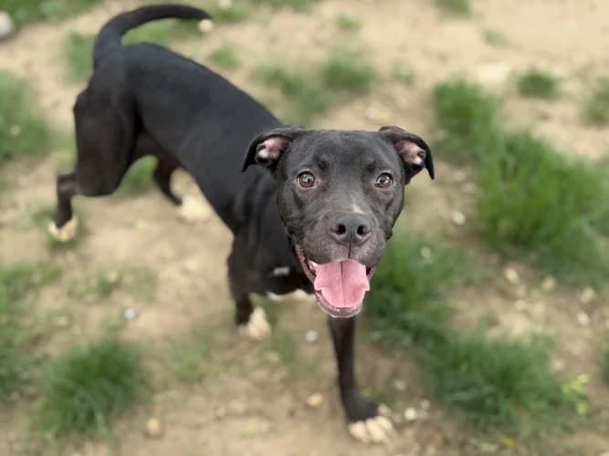 Teeny, female puppy Staffordshire Bull Terrier for adoption at RSPCA Danaher Animal Home, Braintree