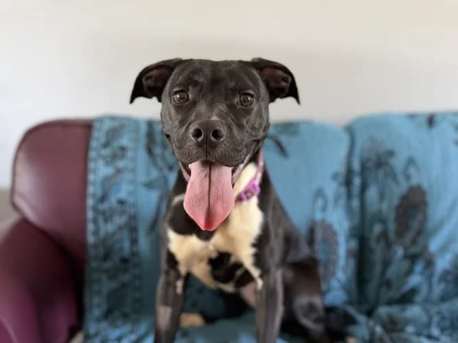 Teeny, female puppy Staffordshire Bull Terrier for adoption at RSPCA Danaher Animal Home, Braintree
