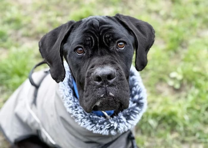 Christopher
									
																		
									
										Being Assessed
									
									
				, male Cane Corso for adoption at RSPCA Danaher Animal Home, Braintree
