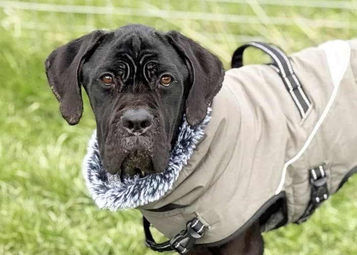 Christopher
									
																		
									
										Being Assessed
									
									
				, male Cane Corso for adoption at RSPCA Danaher Animal Home, Braintree — photo 2 of 4