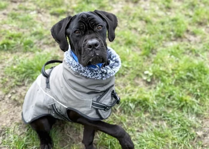 Christopher
									
																		
									
										Being Assessed
									
									
				, male Cane Corso for adoption at RSPCA Danaher Animal Home, Braintree — photo 3 of 4