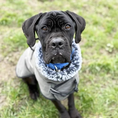 Christopher
									
																		
									
										Being Assessed
									
									
				, male Cane Corso for adoption at RSPCA Danaher Animal Home, Braintree — photo 4 of 4