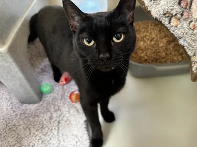 Pixel, female Mixed Breed Cat for adoption at RSPCA Danaher Animal Home, Braintree