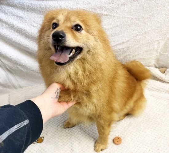 Shauna, Pomeranian (RSPCA Danaher Animal Home)