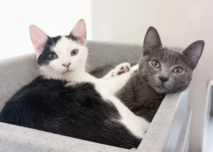 Mouse & Pickle
									
																		
									
										Reserved
									
									
							, male Mixed Breed Cat for adoption at RSPCA Danaher Animal Home, Braintree