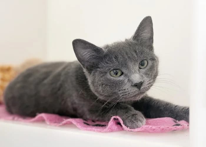 Mouse & Pickle
									
																		
									
										Reserved
									
									
							, black and white male Mixed Breed Cat for adoption at RSPCA Danaher Animal Home, Braintree — photo 2 of 5